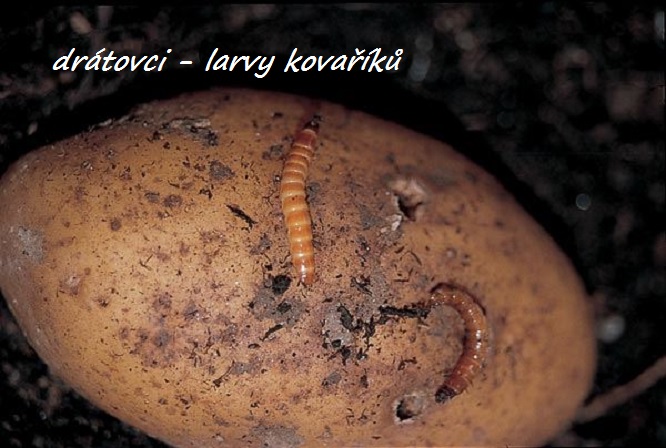 paraziti