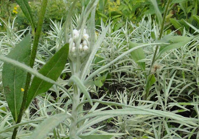 Anaphalis margaritacea